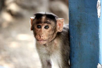 Portrait of monkey