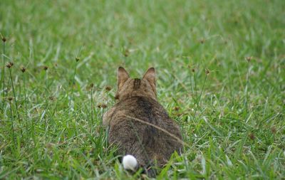 Dog on grassy field