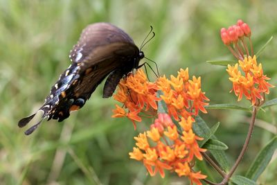 Close-up of butterfly on flower