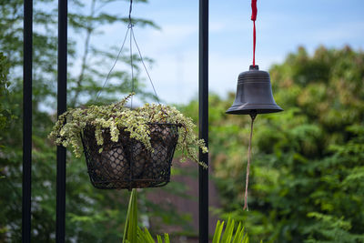 Close-up of butterfly hanging on metal structure