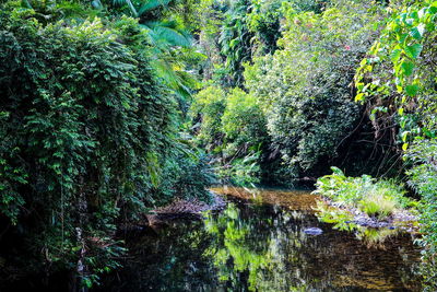 View of lush trees in forest