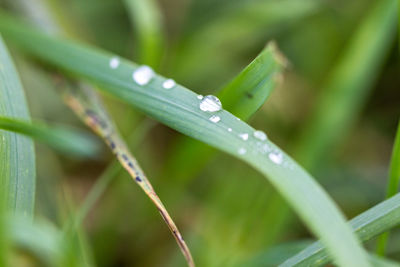 Close-up of wet plant