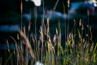 Close-up of plants growing on field