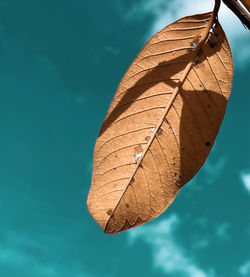 Close-up of dry leaves floating in swimming pool