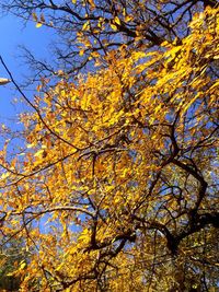 Low angle view of tree