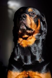 Close-up portrait of black dog