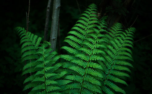 Close-up of fern leaves in forest