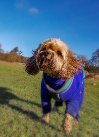 Close-up of a dog on field