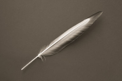 High angle view of feather against gray background