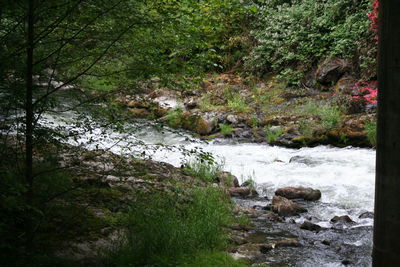 Stream passing through forest