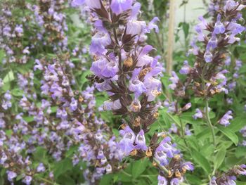 Close-up of purple flowers