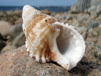 Empty sea shells, seashells or shells from an animal at the beach