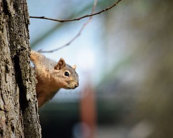 Squirrel on tree