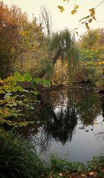 Scenic view of lake in forest during autumn