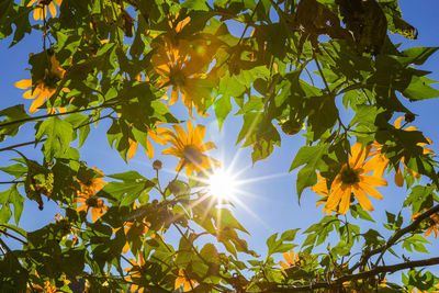 Low angle view of sunlight streaming through tree