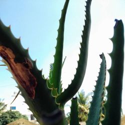 Low angle view of plant against sky