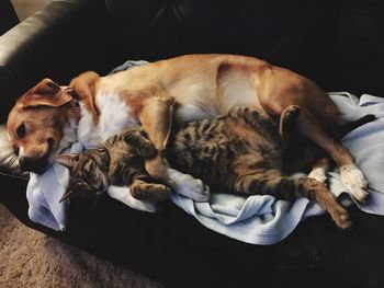 Cat and dog lying on couch