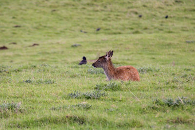 Side view of fawn young animal on field