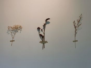 View of birds flying against sky