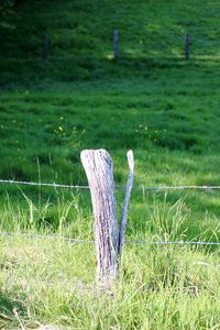 Close-up of horse on field