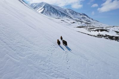 High angle view of bears walking on snow covered mountain