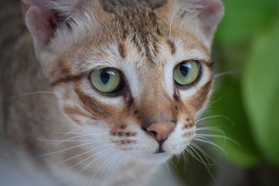 Close-up portrait of cat