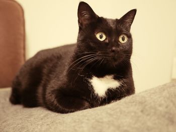 Close-up portrait of a cat