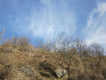 Low angle view of trees against sky