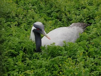 The bird lying in the grass