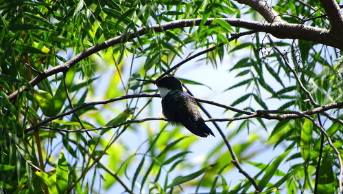 Low angle view of bird perching on tree