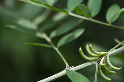 Close-up of green leaf on plant