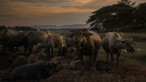 Sheep in a field