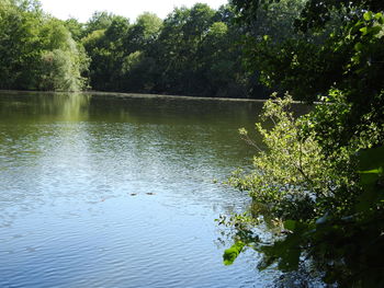 Scenic view of lake in forest