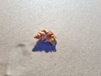 Close-up of crab on sand