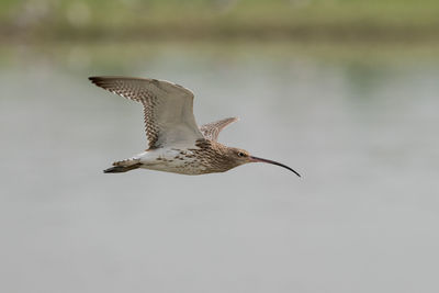 Whimbrel fly against the sky
