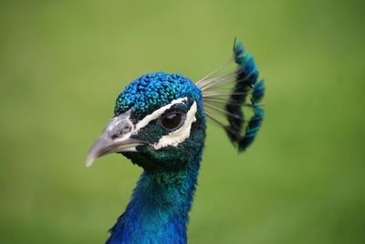 Close-up of peacock