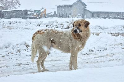 Dog running on snow covered field