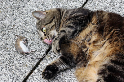 High angle view of cats