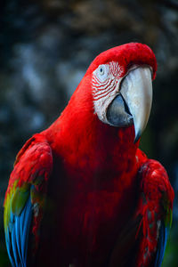 Close-up of parrot