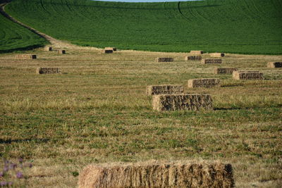 Scenic view of agricultural field with balea