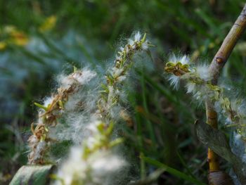 Close-up of insect on plant