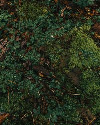 High angle view of trees in forest