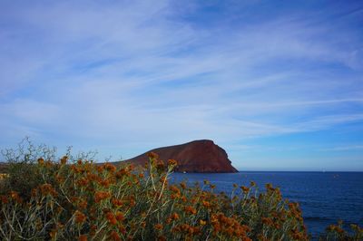 Plants growing on mountain by sea against sky
