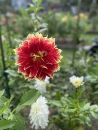 Close-up of red flowering plant