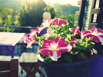 Close-up of pink flowers