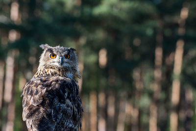 Portrait of owl perching against trees