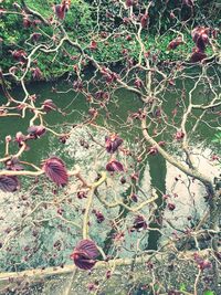 Full frame shot of plants