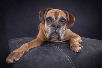 Portrait of dog sitting on sofa at home