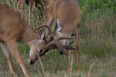 Side view of deer horn fighting