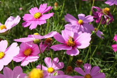 Close-up of pink flowers